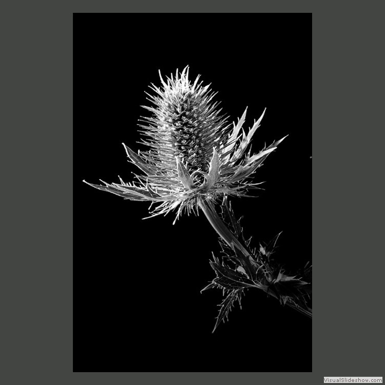 Advanced Section Commended - Sea Holly by Viv Healy