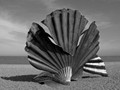 Advanced Section Commended - Clam Shell by Jeff Smith