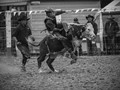 Advanced Section Second Place - The Bucking Bull by Jean Chadwick