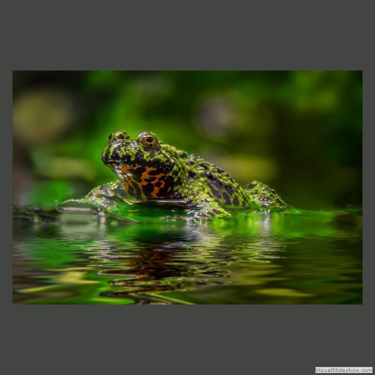 Advanced Section First Place - Fire Bellied Toad by Robert Jones