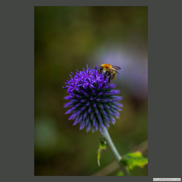 Intermediate Section First Place - Honey For The Bee by Sam Loughran
