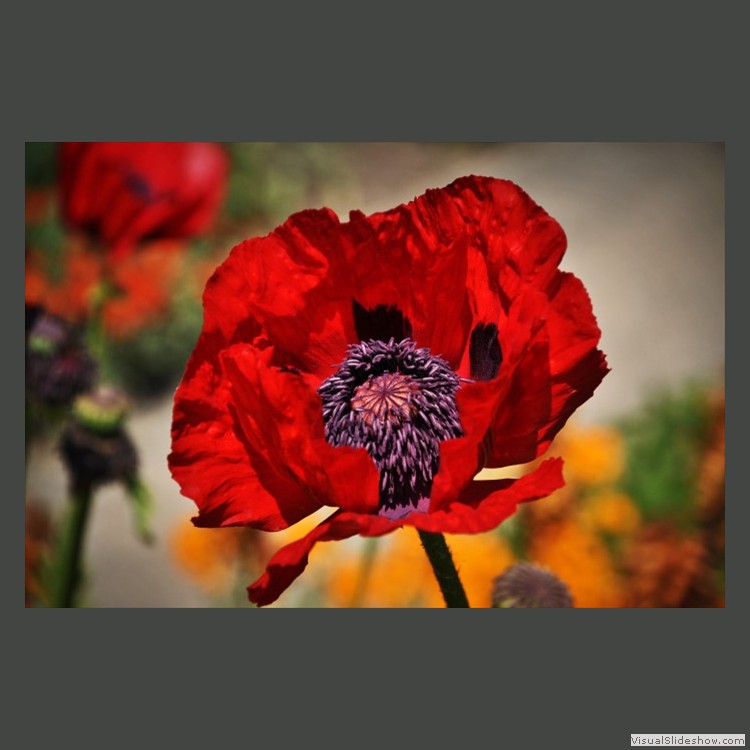Intermediate Section Second Place - Bleeding Poppy, Bodnant by Bill Walker
