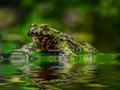 Advanced Section First Place - Fire Bellied Toad by Robert Jones