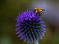 Intermediate Section First Place - Honey For The Bee by Sam Loughran