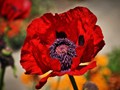 Intermediate Section Second Place - Bleeding Poppy, Bodnant by Bill Walker