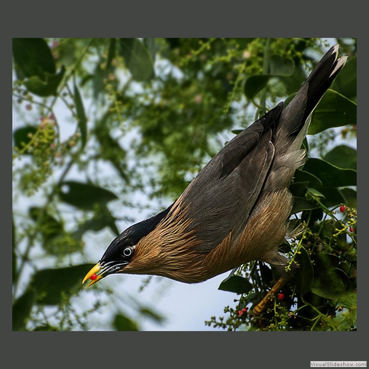 Advanced Section Commended - Brahmini Starling by Phil Chadwick