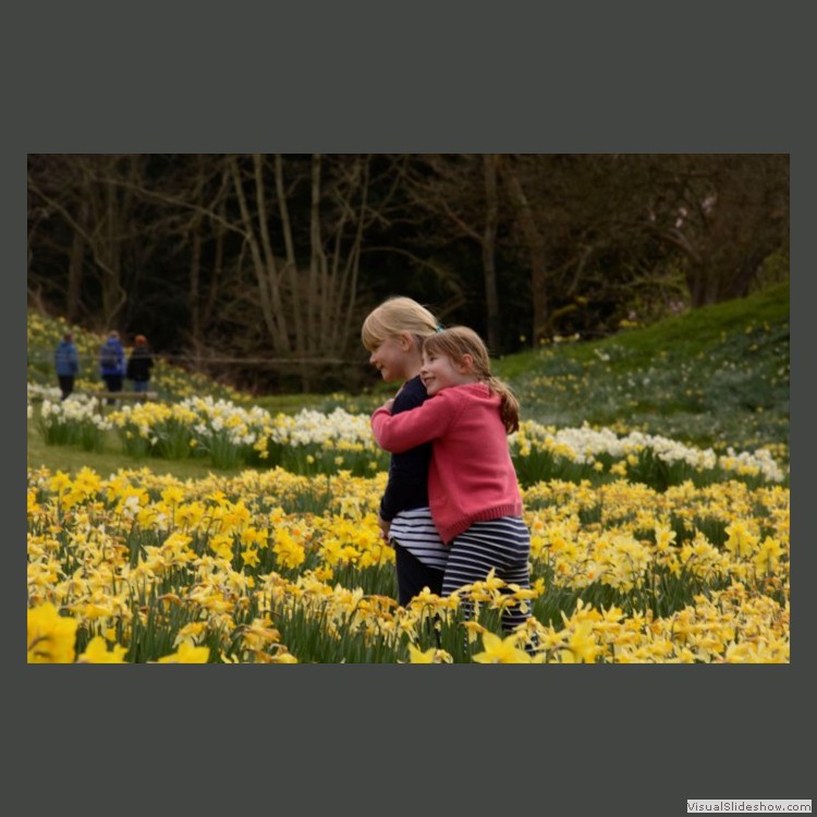 Intermediate Section Highly Commended - Children Playing in a Cloud of Daffodils by Ian Paisley