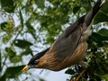 Advanced Section Commended - Brahmini Starling by Phil Chadwick