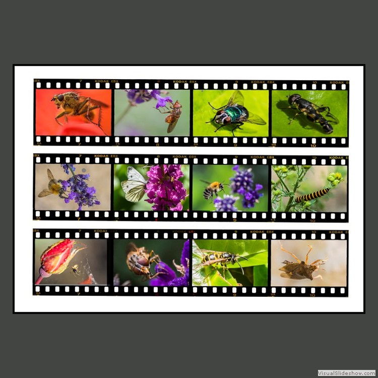 Advanced Section Commended - Nature Film Strips by Alan Foulkes