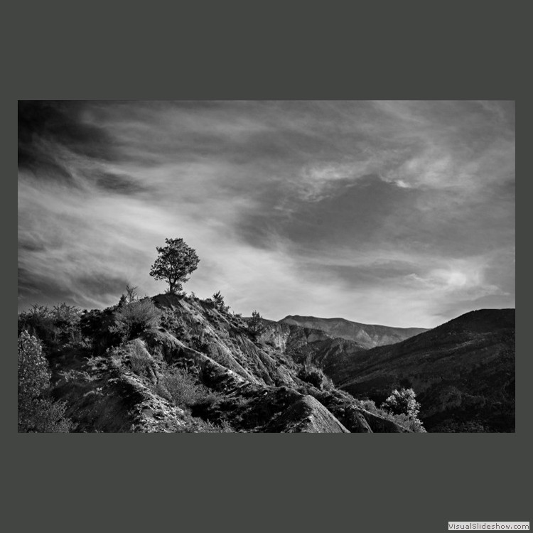 Advanced Section Highly Commended - Lone Pyrenean Tree by Phil Chadwick