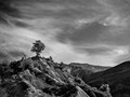 Advanced Section Highly Commended - Lone Pyrenean Tree by Phil Chadwick