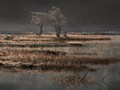 Advanced Section Second Place - Frosty Morning by Phil Chadwick