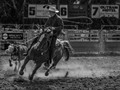 Advanced Section Highly  Commended - Get Him Cowboy by Jean Chadwick