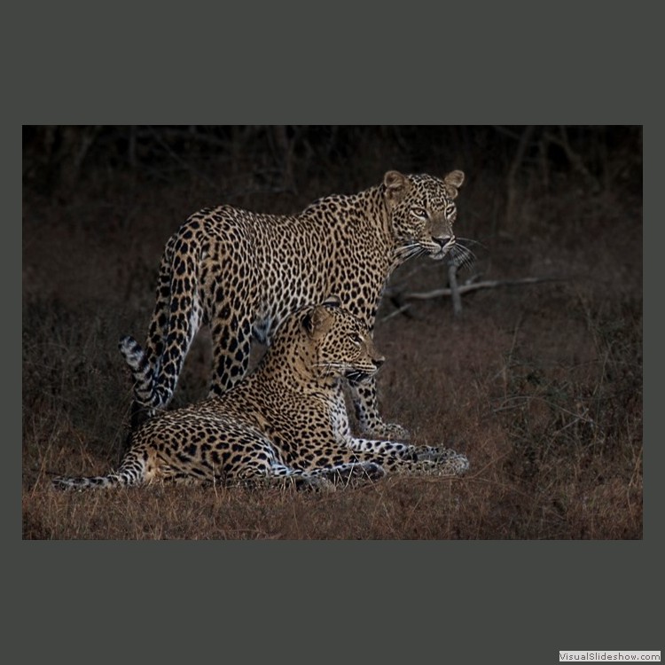 Advanced Section Commended - Wild Leopards at Yala by Robert Mann