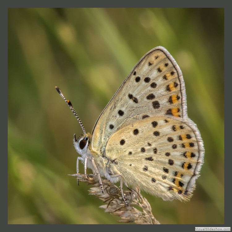 Advanced Section Highly Commended - Sooty Copper Lycaena Tityrus by Ilija Vukomanovic