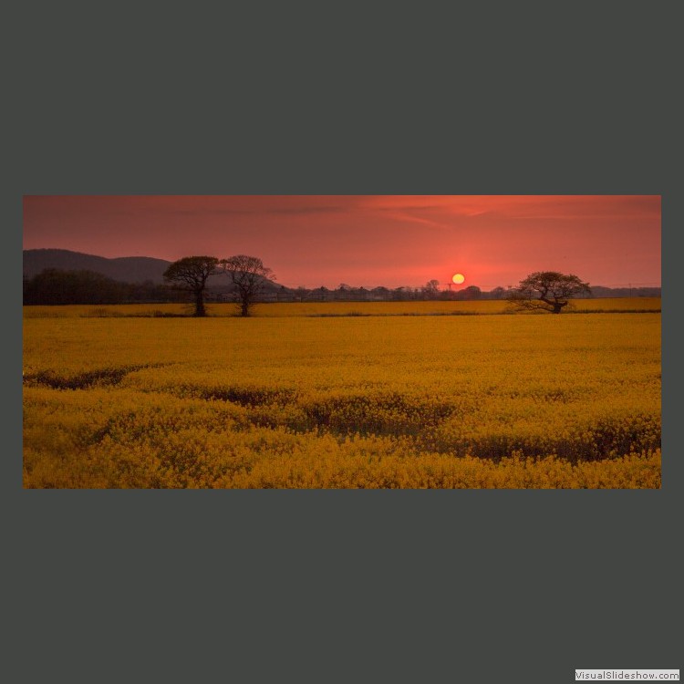Intermediate Section Third Place - Rape Field Sunset by Dawn Hunter