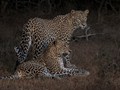 Advanced Section Commended - Wild Leopards at Yala by Robert Mann
