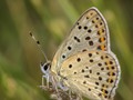 Advanced Section Highly Commended - Sooty Copper Lycaena Tityrus by Ilija Vukomanovic