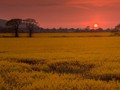 Intermediate Section Third Place - Rape Field Sunset by Dawn Hunter