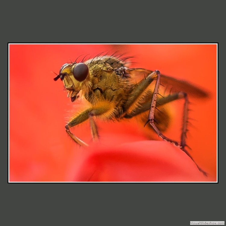Advanced Section Second Place - Hover Fly in a Rose by Alan Foulkes