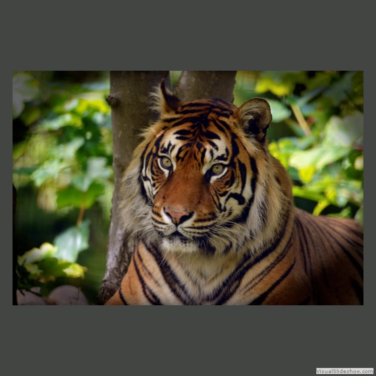 Intermediate Section First Place - Eye of the Tiger by William Walker