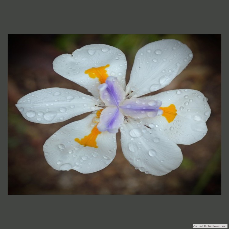 Intermediate Section Highly Commended - South African Iris by Helen Walker