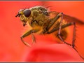 Advanced Section Second Place - Hover Fly in a Rose by Alan Foulkes