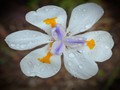 Intermediate Section Highly Commended - South African Iris by Helen Walker