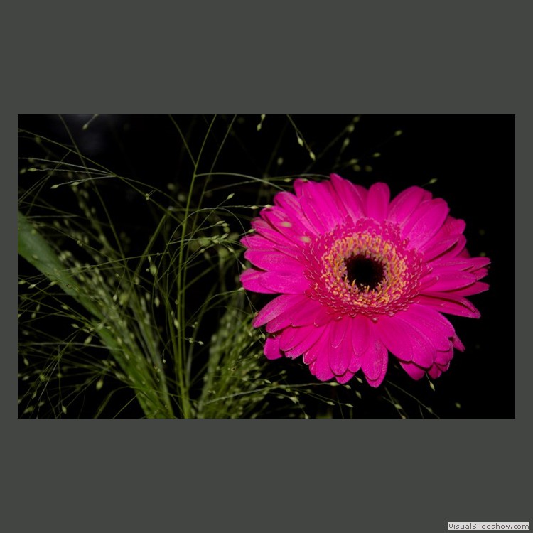 Intermediate Section Highly Commended - Gerbera by Sonia Jones