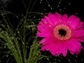 Intermediate Section Highly Commended - Gerbera by Sonia Jones