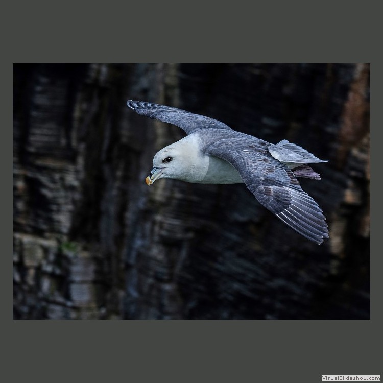 Advanced Section Commended - Fulmar in Flight by Phil Chadwick