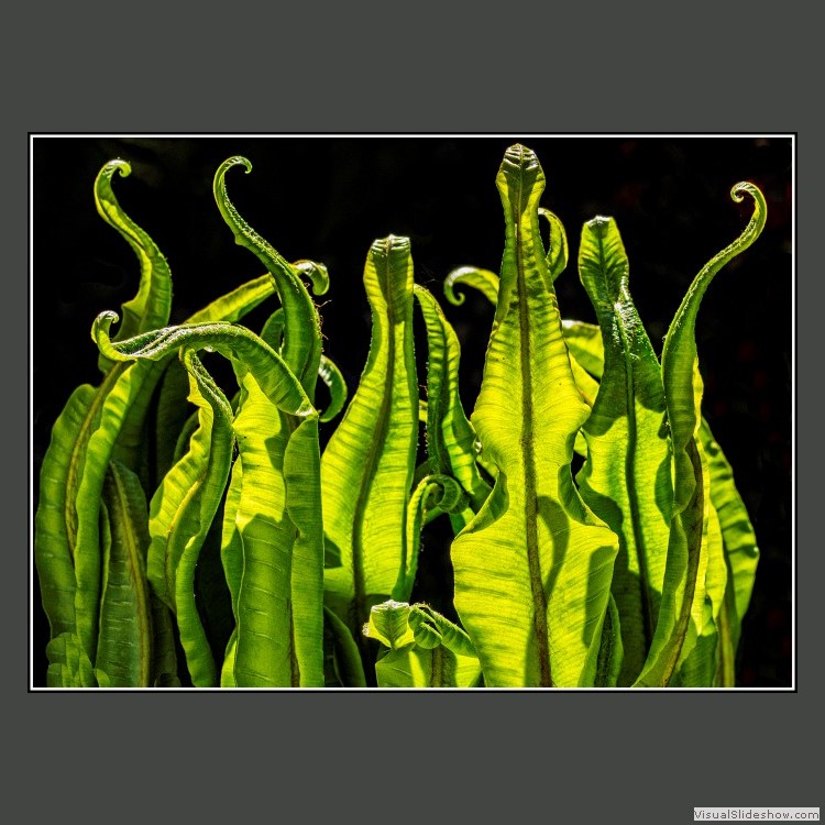 Advanced Section Commended - Harts Tongue Fern by Alan Foulkes