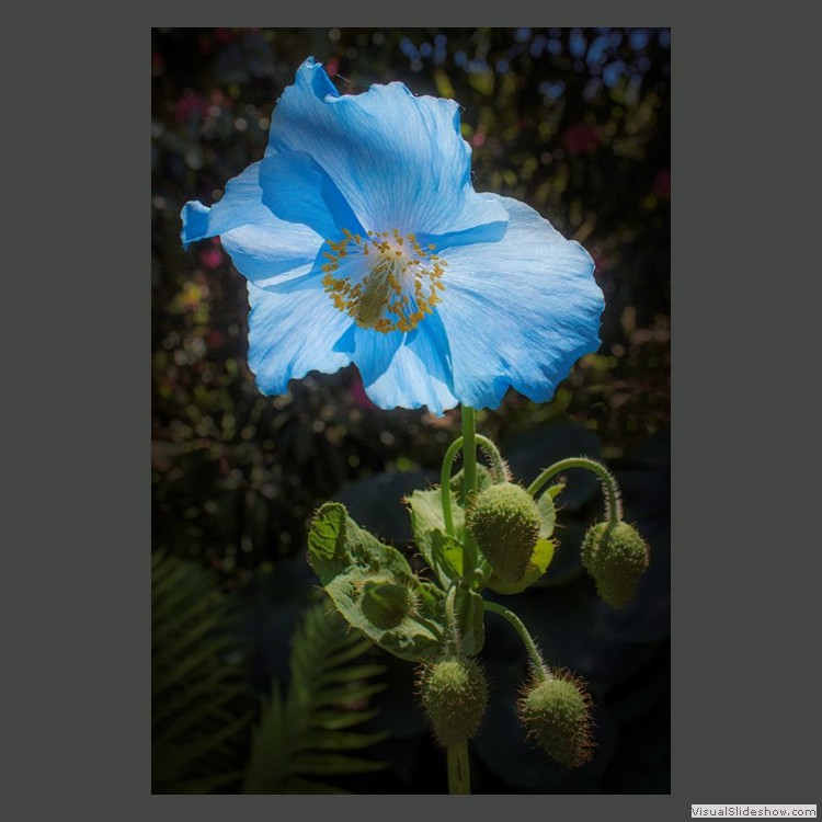 Intermediate Section Commended - Blue Poppy by Sonia Jones