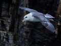 Advanced Section Commended - Fulmar in Flight by Phil Chadwick