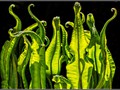 Advanced Section Commended - Harts Tongue Fern by Alan Foulkes