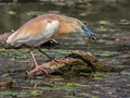 Advanced Section Commended - Squacco Heron with Prey by Ilija Vukomanovic