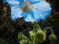 Intermediate Section Commended - Blue Poppy by Sonia Jones