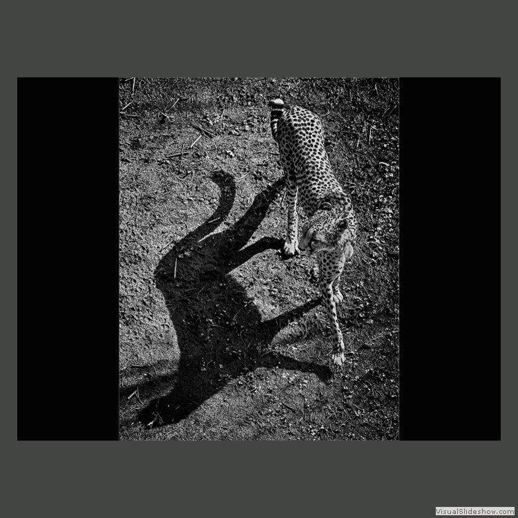 Advanced Section Commended - On the Wild Side by Phil Chadwick