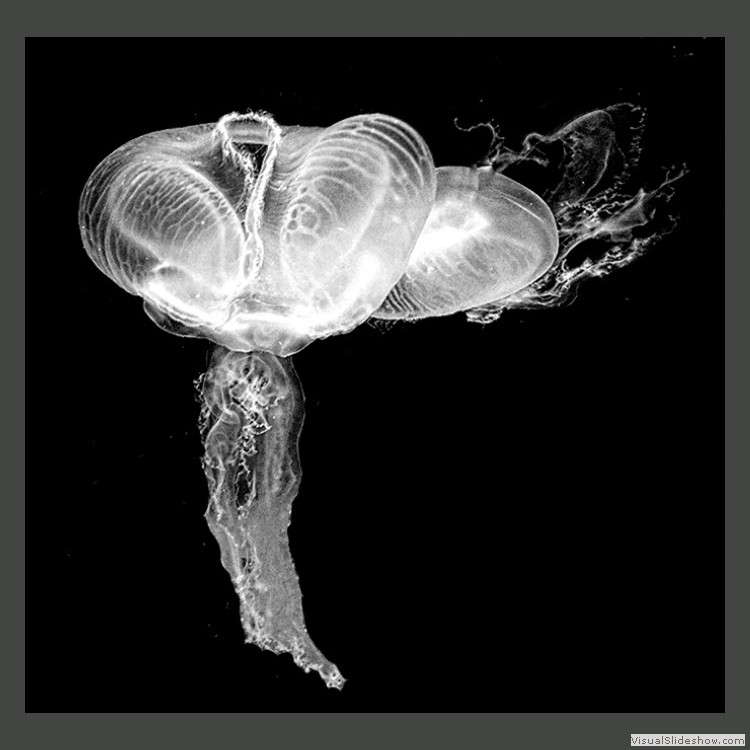 Advanced Section Highly Commended - Moon Jelly by Gill Stafford