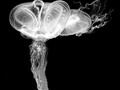 Advanced Section Highly Commended - Moon Jelly by Gill Stafford