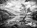 Intermediate Section Highly Commended - Lonely Tree by Chris Couchman