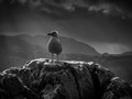 Intermediate Section Highly Commended - Centre Stage by Steve Morris