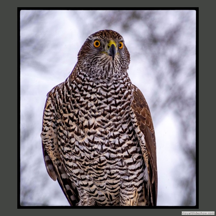 Advanced Section Commended - Goshawk by Sam Loughran