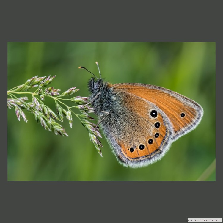 Advanced Section First Place - Russian Heath - Coenonympha leander by Ilija Vukomanovic