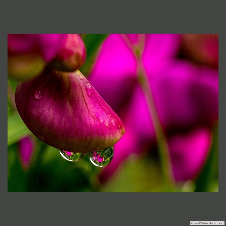 Intermediate Section Commended - Rain Drops on Sweet Pea by Sheila Gittins