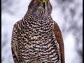 Advanced Section Commended - Goshawk by Sam Loughran