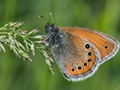 Advanced Section First Place - Russian Heath - Coenonympha leander by Ilija Vukomanovic