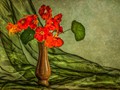 Advanced Section Second Place - Nasturtium by Viv Healy