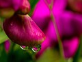 Intermediate Section Commended - Rain Drops on Sweet Pea by Sheila Gittins