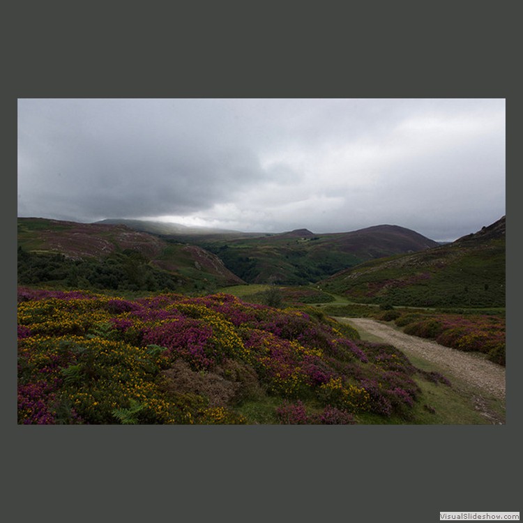 Intermediate Section Commended - Heather and Gorse on Conwy Mountain by Ian Paisley